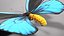 Ornithoptera Alexandrae Butterfly Male