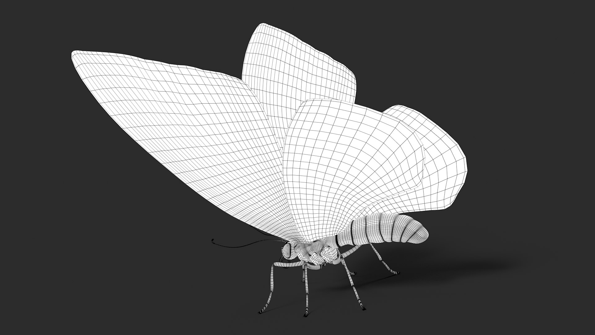 3d model ornithoptera alexandrae butterfly https://p.turbosquid.com/ts-thumb/iY/8cEl1v/Qo/wire39/jpg/1611254397/1920x1080/fit_q87/c0c86b07401405ca4abceb77034534810285c133/wire39.jpg