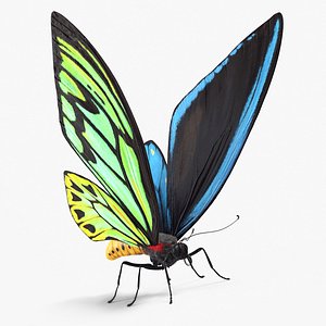 3d model ornithoptera alexandrae butterfly