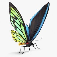 Ornithoptera Alexandrae Butterfly Male