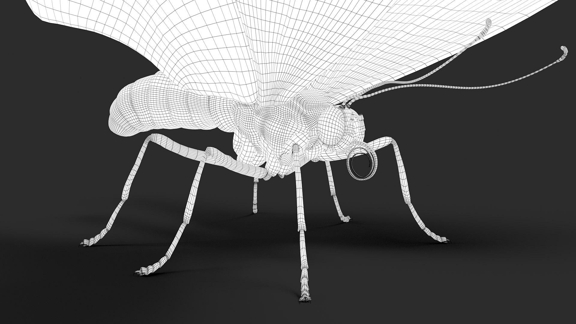 3d model ornithoptera alexandrae butterfly https://p.turbosquid.com/ts-thumb/iY/8cEl1v/X7/wire31/jpg/1611254370/1920x1080/fit_q87/7a7ee6644fa9d80f2345263a5bb0ea561c493b14/wire31.jpg