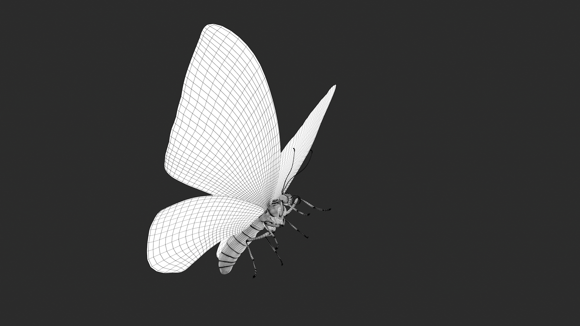 3d model ornithoptera alexandrae butterfly https://p.turbosquid.com/ts-thumb/iY/8cEl1v/XD/wire/jpg/1611255560/1920x1080/turn_fit_q99/aeda1e1dd1b733165cac1c4def75f16a75b49a3d/wire-1.jpg