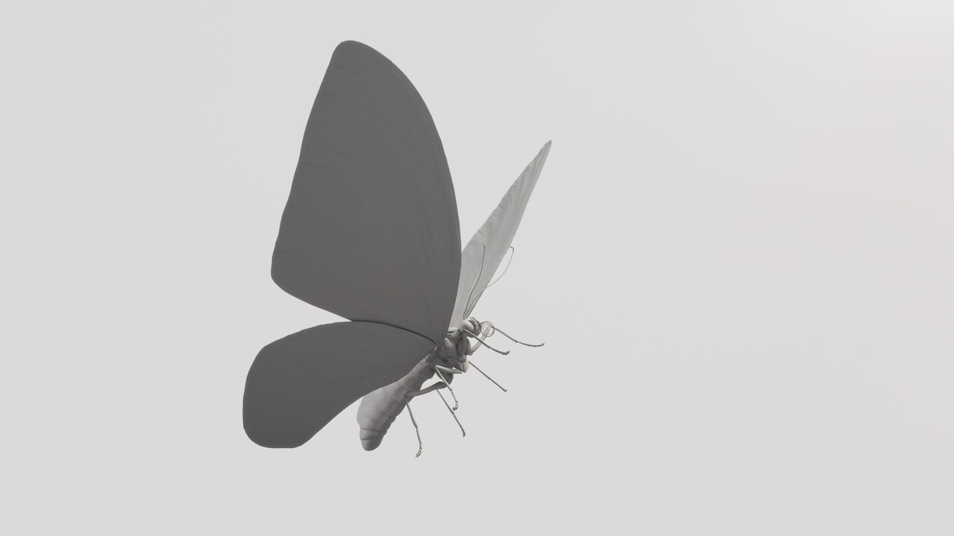 3d model ornithoptera alexandrae butterfly https://p.turbosquid.com/ts-thumb/iY/8cEl1v/YR/shade/jpg/1611255440/1920x1080/turn_fit_q99/043f0d446b992c1774e9b57a853177522e958a9e/shade-1.jpg