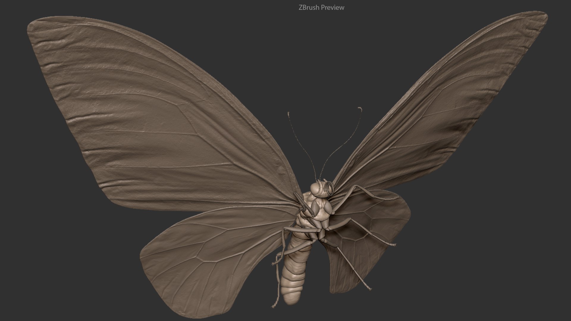 free zbrush butterfly