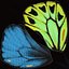 Ornithoptera Alexandrae Butterfly Male