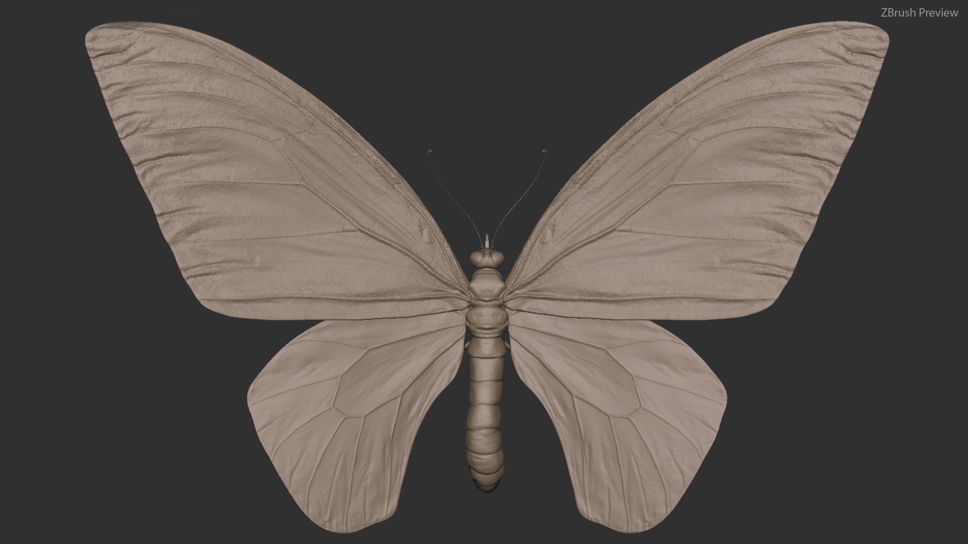 3d model ornithoptera alexandrae butterfly https://p.turbosquid.com/ts-thumb/iY/8cEl1v/oO/z01/jpg/1611256531/1920x1080/fit_q87/fc7a3b4b62ffd0e0a37f431607c678d2435f9285/z01.jpg