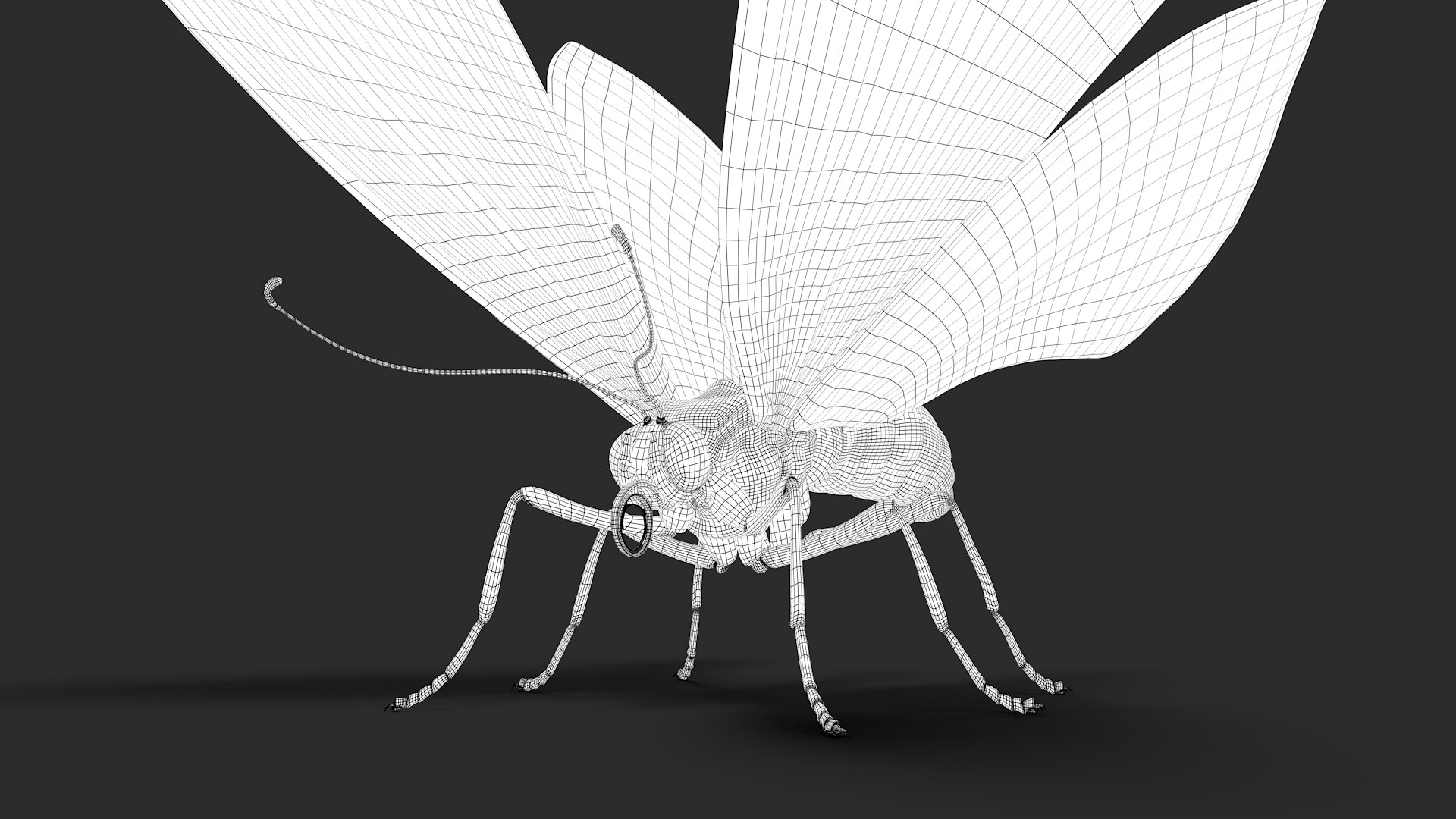 3d model ornithoptera alexandrae butterfly https://p.turbosquid.com/ts-thumb/iY/8cEl1v/pw/wire36/jpg/1611254383/1920x1080/fit_q87/ae8a3b611de56f39533c27302162f7c404d3197d/wire36.jpg