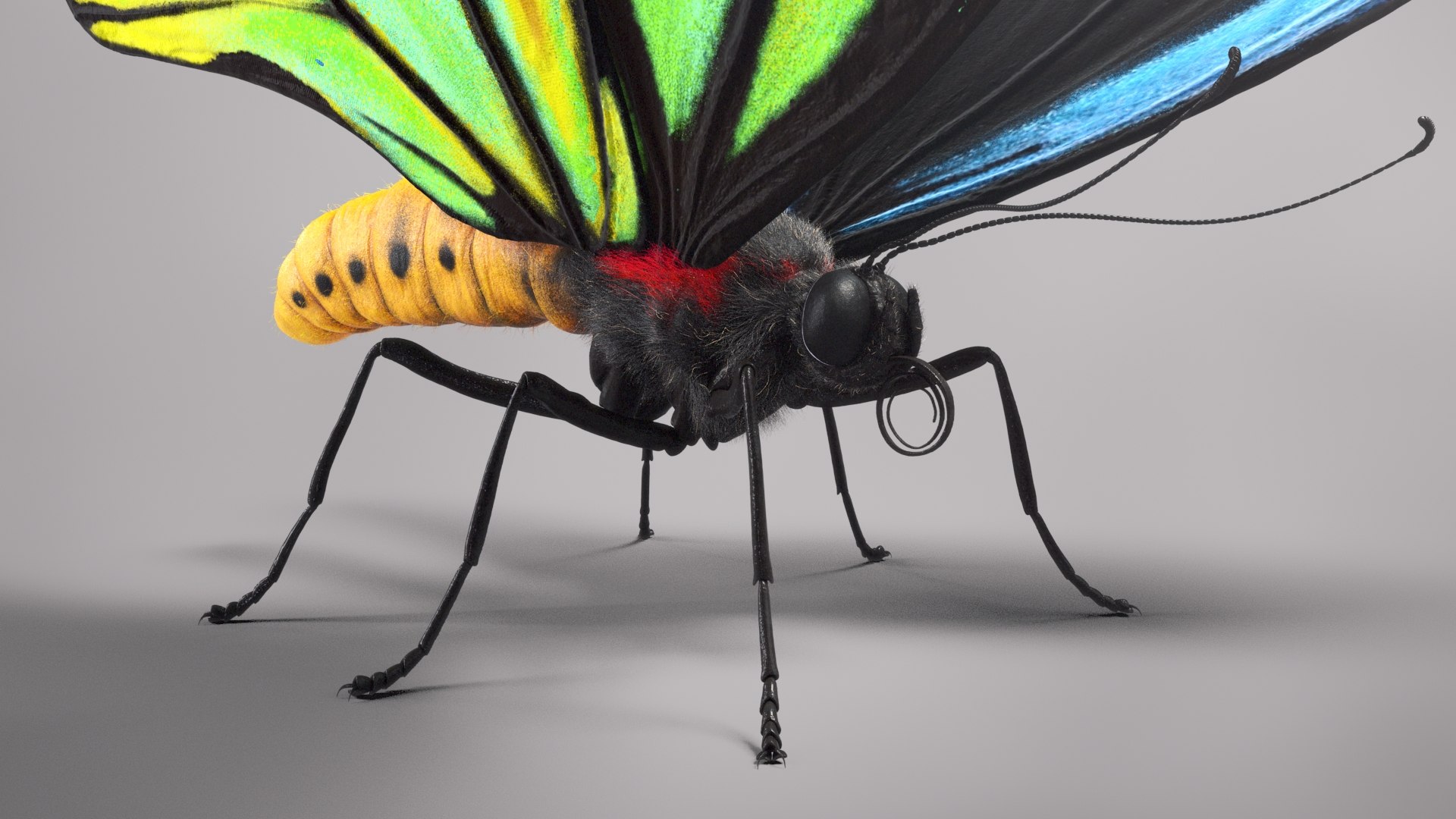 3d model ornithoptera alexandrae butterfly https://p.turbosquid.com/ts-thumb/iY/8cEl1v/tb/beauty31/jpg/1611254336/1920x1080/fit_q87/5ebd951a58eb6bf546742bcbfb336a66dd2a1f58/beauty31.jpg