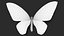 Ornithoptera Alexandrae Butterfly Male