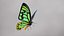 Ornithoptera Alexandrae Butterfly Male