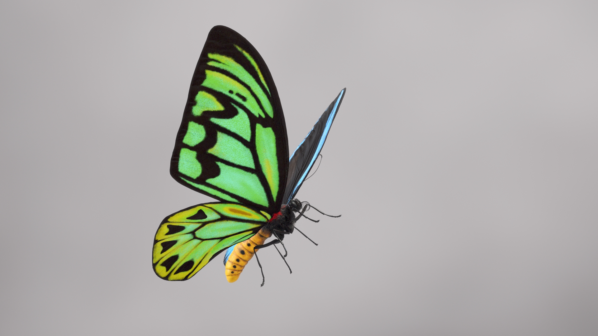 3d model ornithoptera alexandrae butterfly https://p.turbosquid.com/ts-thumb/iY/8cEl1v/uy/beauty/jpg/1611254321/1920x1080/turn_fit_q99/70b7496b1a9b5829a5ad31e53b358a04d53ea93e/beauty-1.jpg