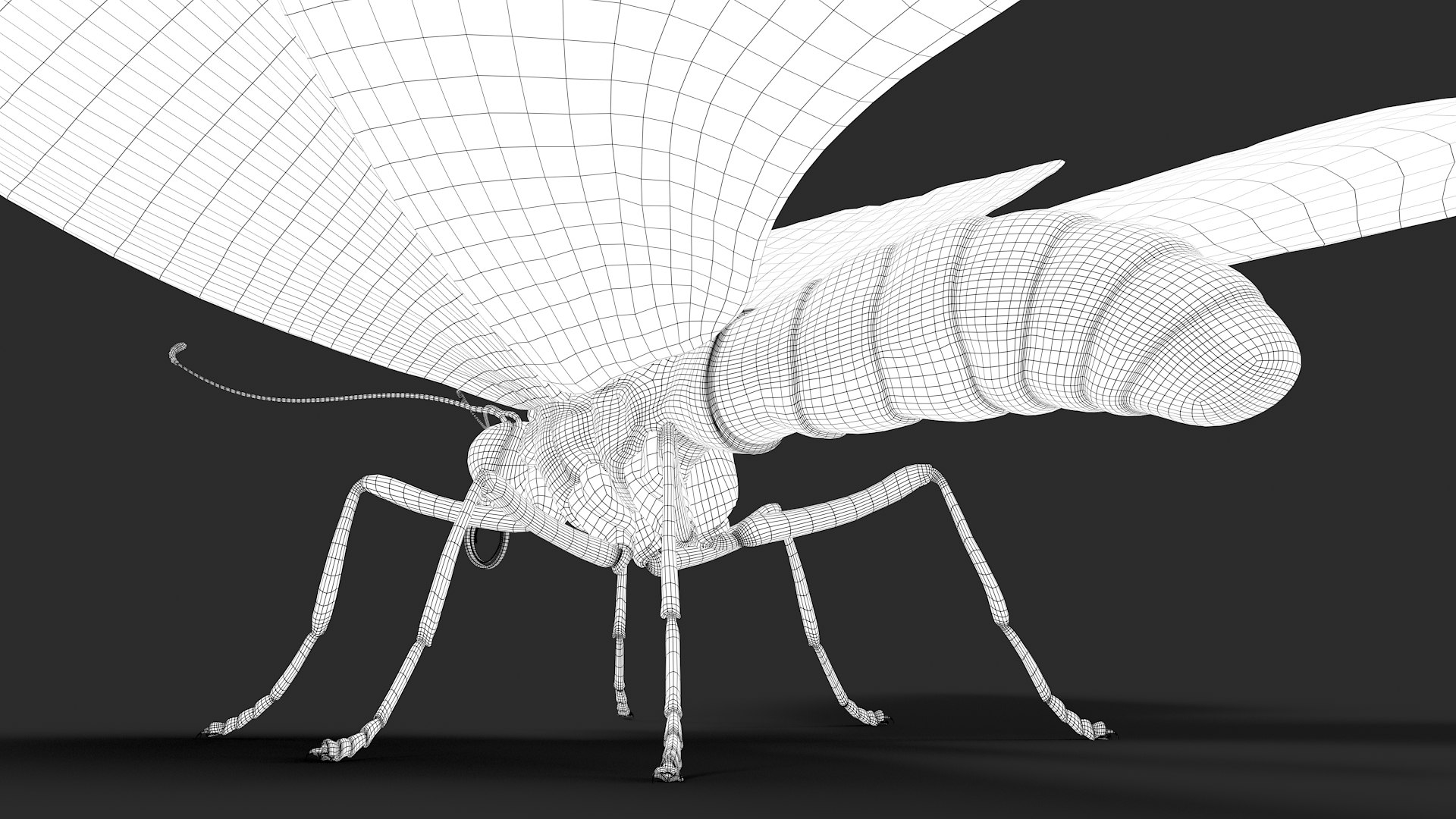3d model ornithoptera alexandrae butterfly https://p.turbosquid.com/ts-thumb/iY/8cEl1v/wa/wire35/jpg/1611254389/1920x1080/fit_q87/1c9686ab04547905a30215308fb105a763448eaf/wire35.jpg