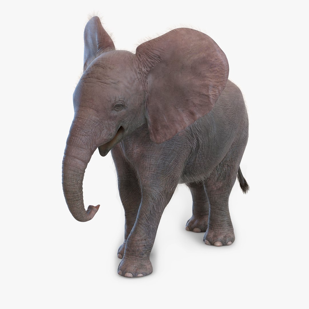 Baby Elephant Pose 2 with Fur 3D Model 3D model for industrial visualization, technical presentation, simulation, product rendering, and animation