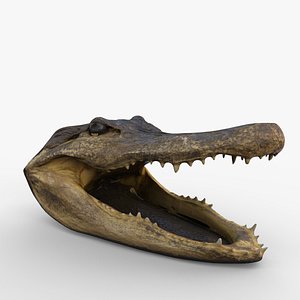 alligator animal reptile 3D model