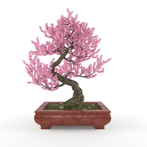 3d sakura bonsai model