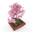 Sakura bonsai