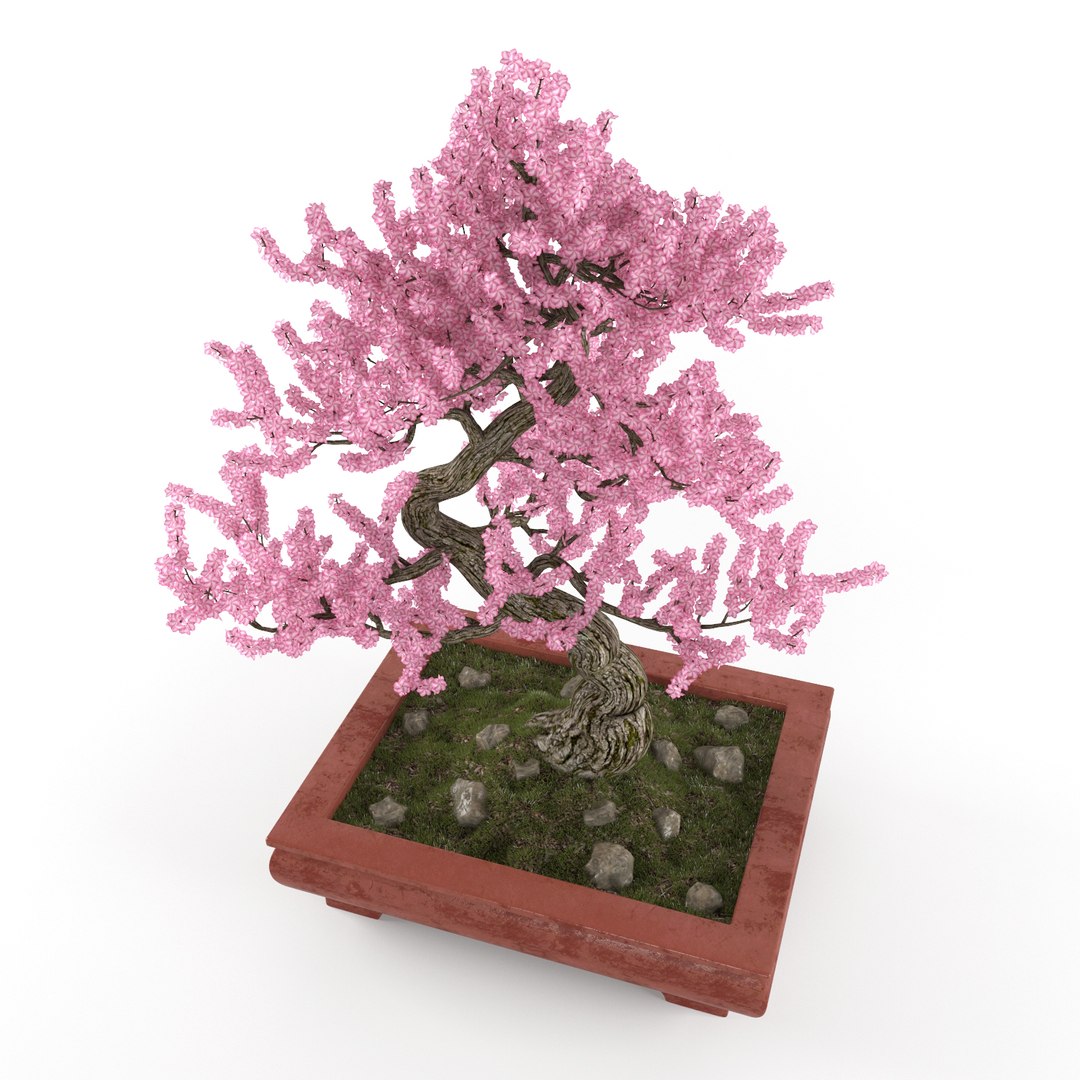3d sakura bonsai model https://p.turbosquid.com/ts-thumb/iY/H9epWe/nGUW4PcH/sakura_preview3/jpg/1485529993/1920x1080/fit_q87/2ed6b078d66105fcf6b8196b8ae75e576986bfec/sakura_preview3.jpg