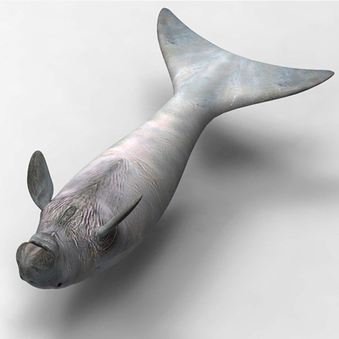 3D Manatee Animal - TurboSquid 1251755