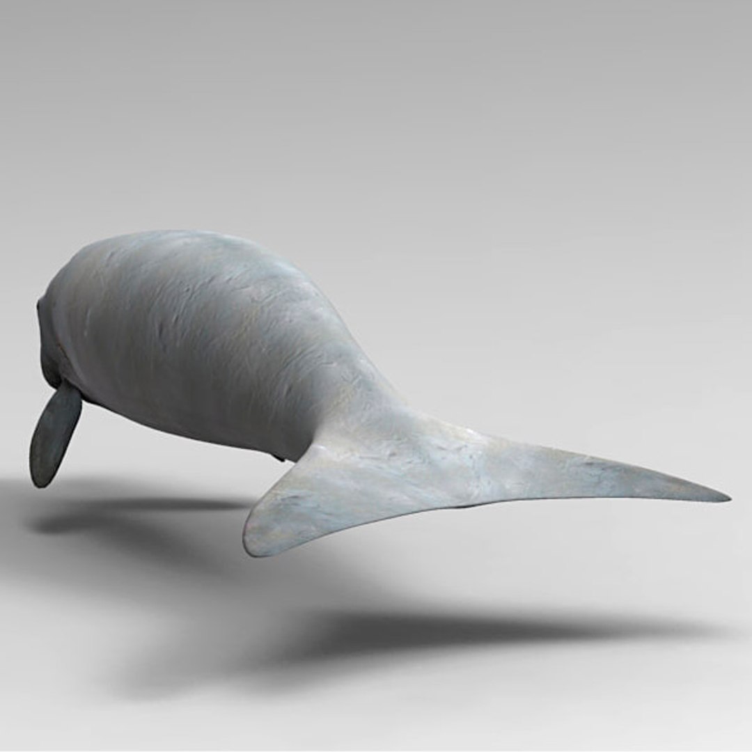 3D Manatee Animal - TurboSquid 1251755