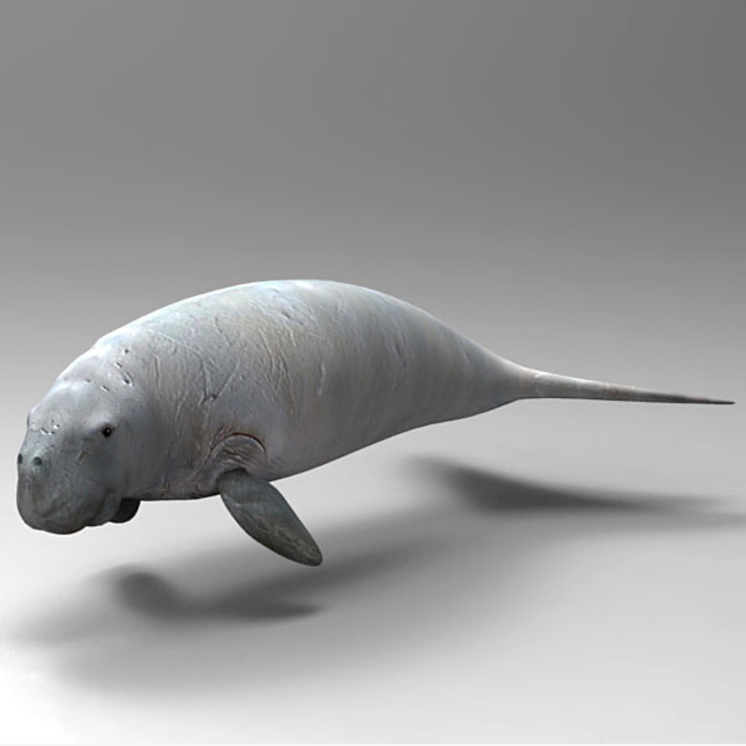 3D Manatee Animal - TurboSquid 1251755
