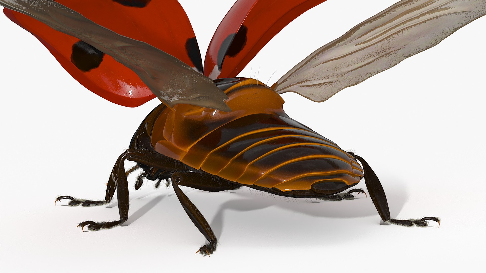 Ladybug With Wings Spread Fur Model - TurboSquid 2326285