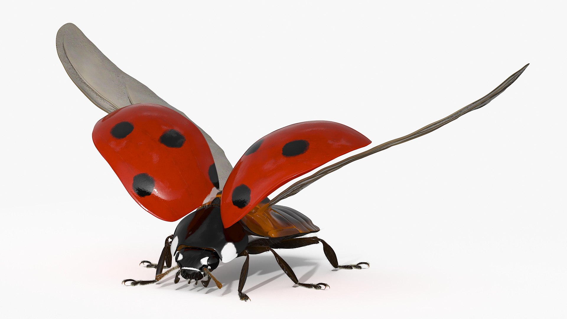 Ladybug With Wings Spread Fur Model - TurboSquid 2326285