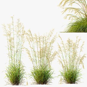 AV 6 different Celtica Gigantea Stipa Golden Oats grasses 3D