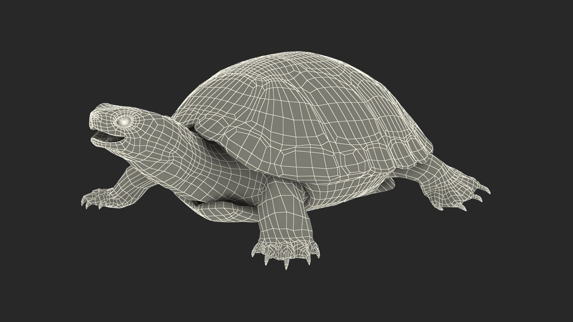 Turtles Collection 2 3D model https://p.turbosquid.com/ts-thumb/iY/qNjZdm/Dv/turtles_collection_2_006/jpg/1775029813/1920x1080/fit_q87/bbb8644a02c580d36ded4573ab1bb2bbbf179da2/turtles_collection_2_006.jpg