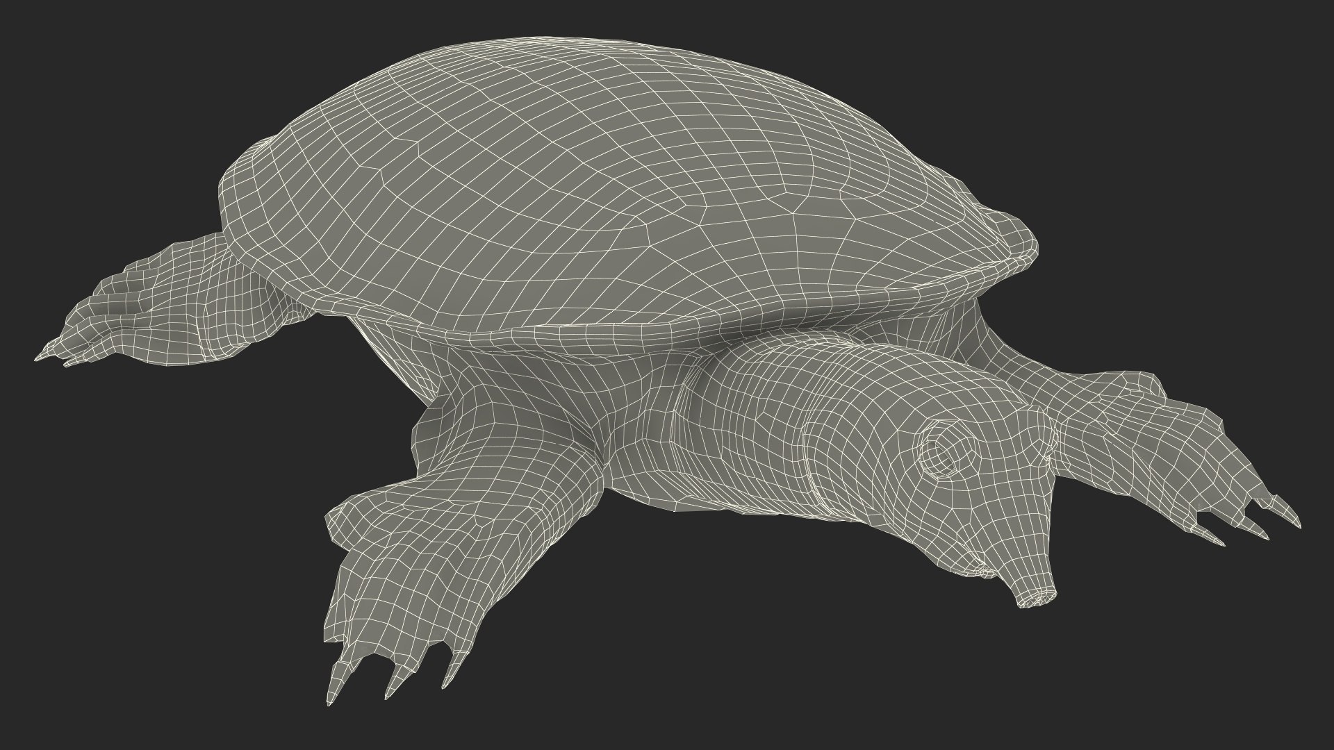 Turtles Collection 2 3D model https://p.turbosquid.com/ts-thumb/iY/qNjZdm/eQ/turtles_collection_2_023/jpg/1775029822/1920x1080/fit_q87/27e722218c00c15cccbfdfc597fc08243aee451b/turtles_collection_2_023.jpg