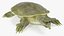 Colección de tortugas 2