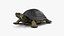 Colección de tortugas 2
