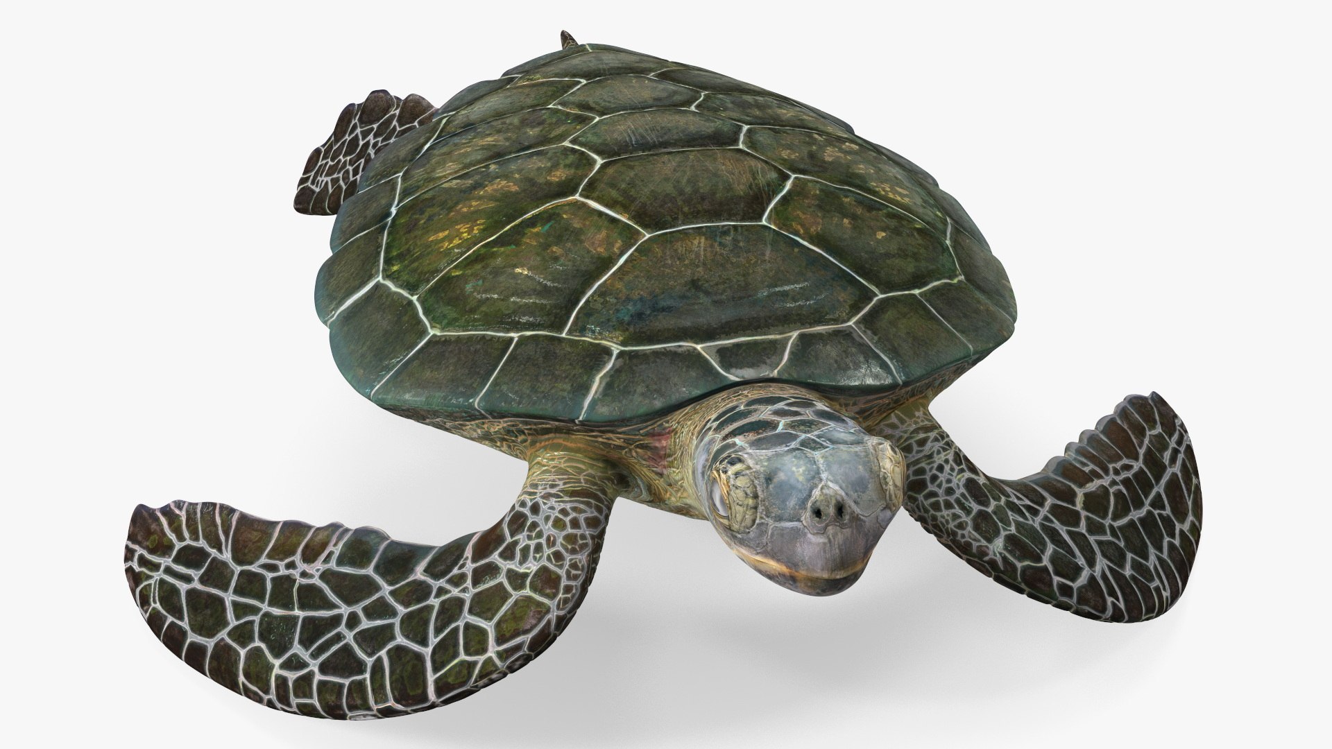 Turtles Collection 2 3D model https://p.turbosquid.com/ts-thumb/iY/qNjZdm/tF/turtles_collection_2_013/jpg/1775029818/1920x1080/fit_q87/fd87c93b419d34e49f0e7d37b31d5925e6def776/turtles_collection_2_013.jpg