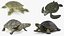 Colección de tortugas 2