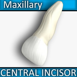 free max mode maxillary central incisor