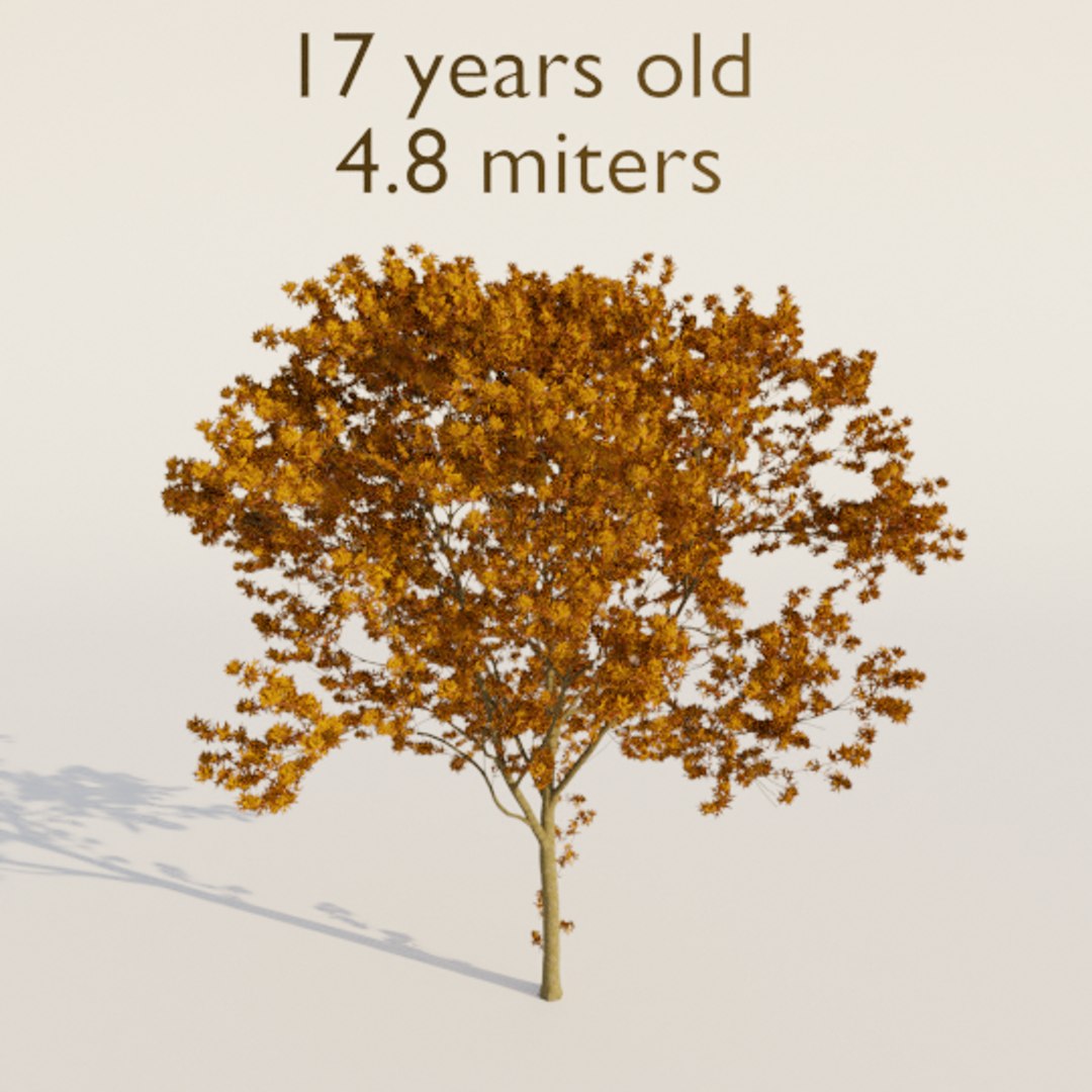 6 Trees Pack Green Maple 3D Model - TurboSquid 1659039