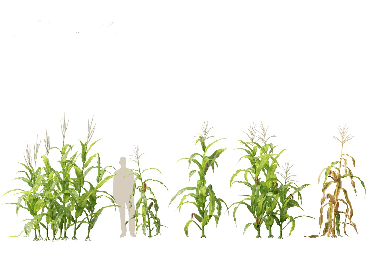 Zea mays - Maize 3D https://p.turbosquid.com/ts-thumb/iZ/1FVjfe/0x/zeamays017/jpg/1697725944/1920x1080/fit_q87/2f3702b42098f88baf280fb7affcb609b6ab350f/zeamays017.jpg