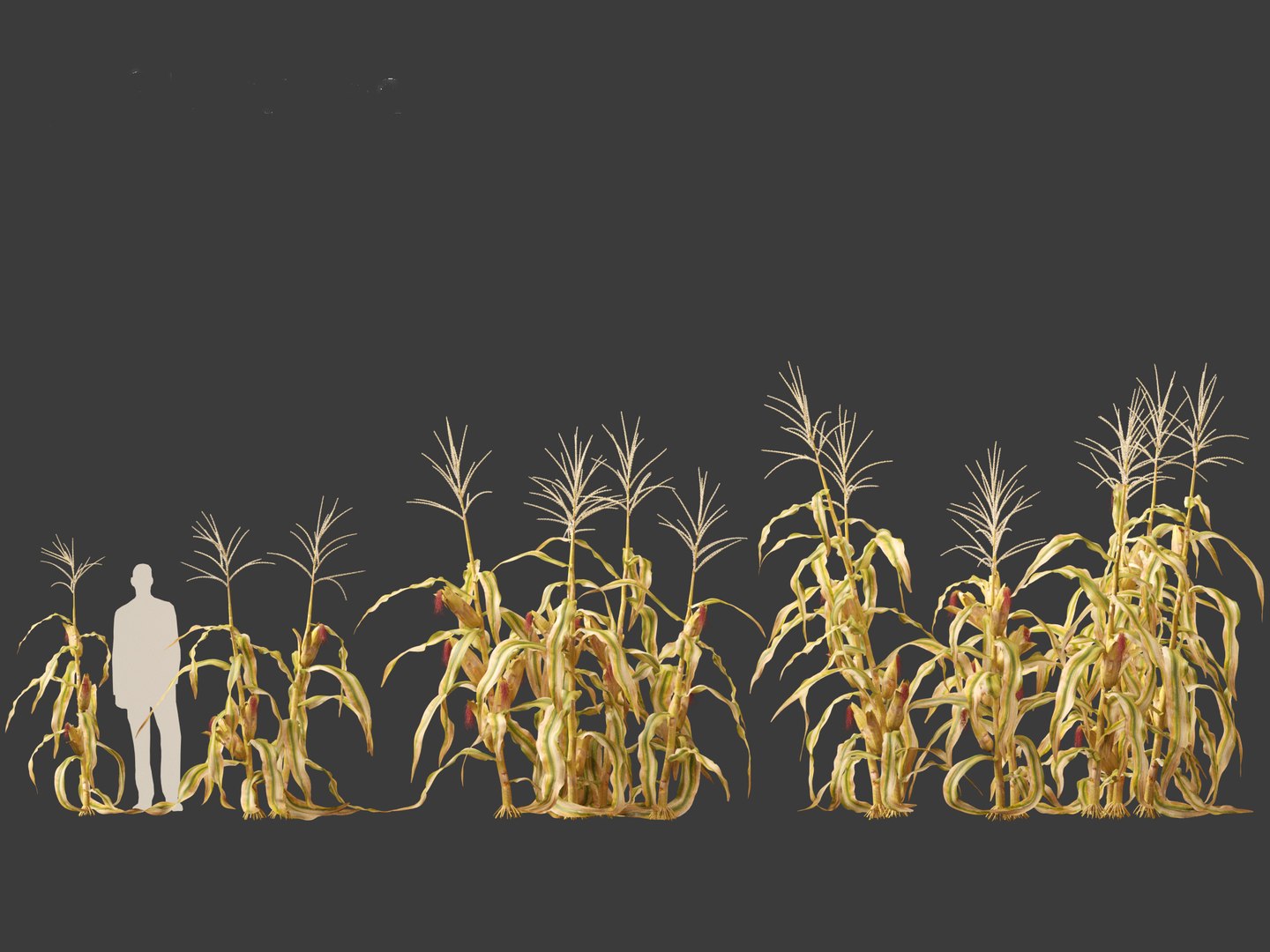Zea mays - Maize 3D https://p.turbosquid.com/ts-thumb/iZ/1FVjfe/G1/zeamays0110/jpg/1697725950/1920x1080/fit_q87/29637ece7515ab83a5144fbde3c9601e38ec2974/zeamays0110.jpg