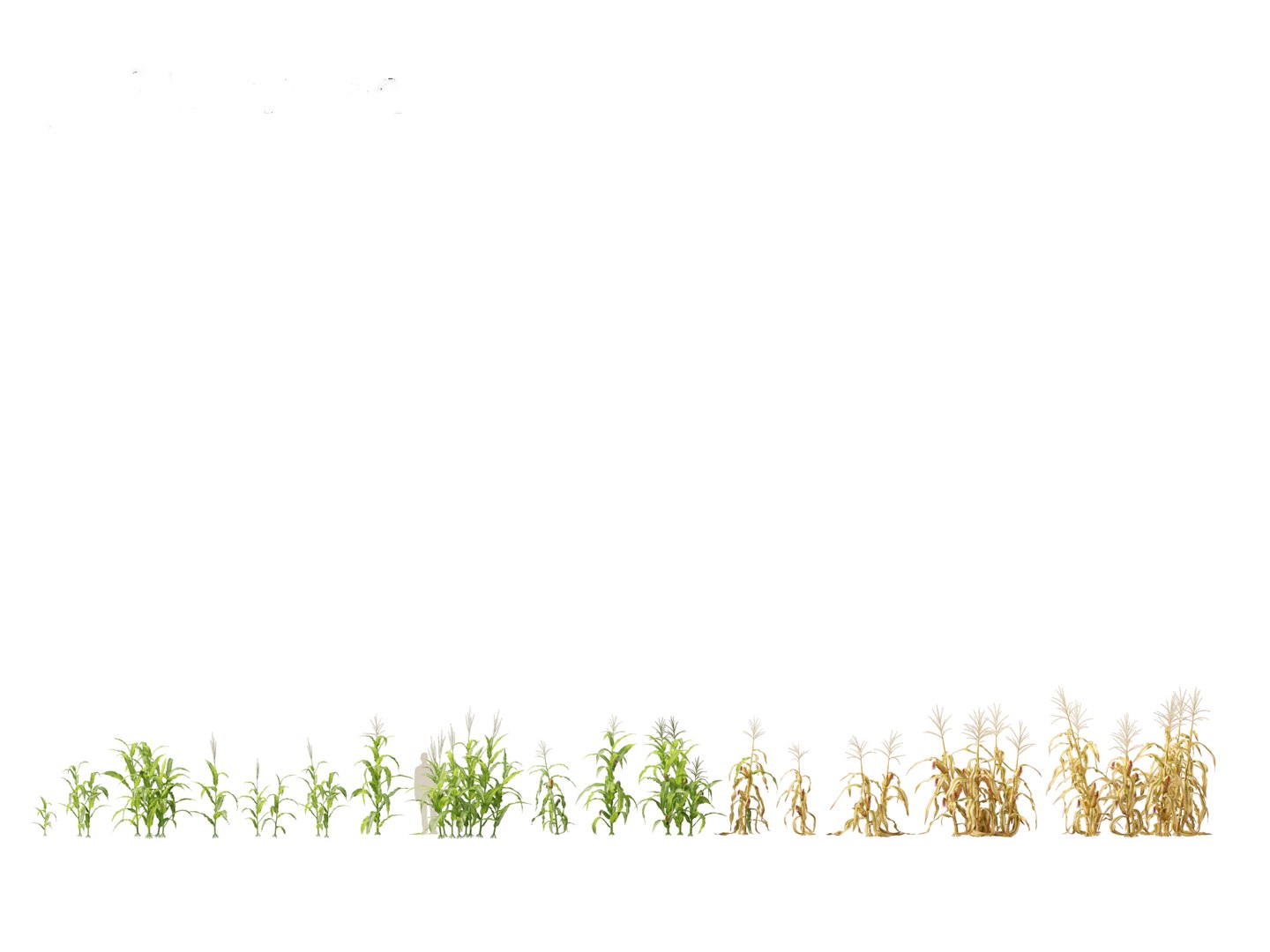 Zea mays - Maize 3D https://p.turbosquid.com/ts-thumb/iZ/1FVjfe/O1/zeamays011/jpg/1697725918/1920x1080/fit_q87/7a0f13055e31aee4576481837914b3dcee4148f4/zeamays011.jpg