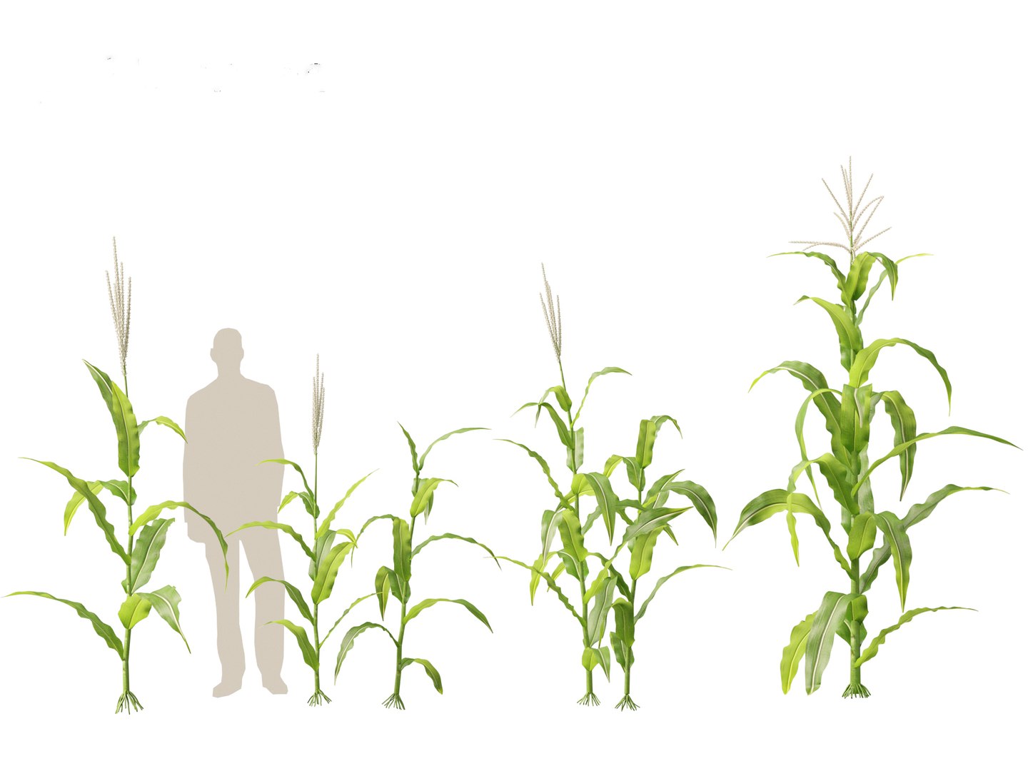 Zea mays - Maize 3D https://p.turbosquid.com/ts-thumb/iZ/1FVjfe/Of/zeamays015/jpg/1697725940/1920x1080/fit_q87/98f435d6c63d08d8757060fdbf0732d9279207d6/zeamays015.jpg