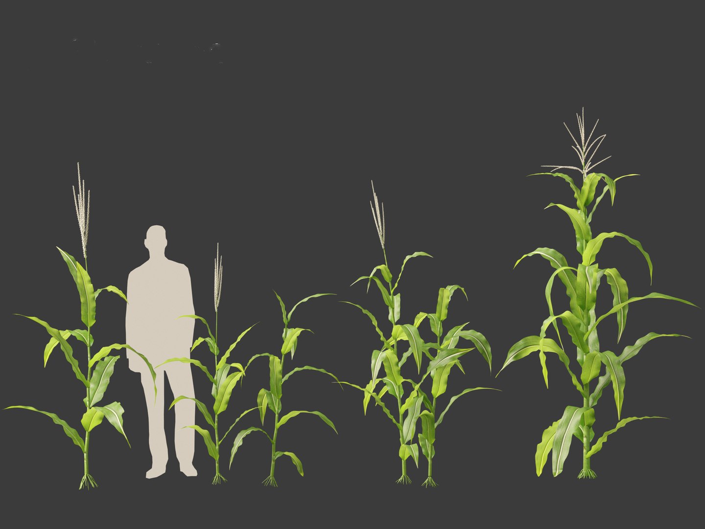 Zea mays - Maize 3D https://p.turbosquid.com/ts-thumb/iZ/1FVjfe/S2/zeamays016/jpg/1697725942/1920x1080/fit_q87/6a75822db4d292cff37c6c557413b698789d70f8/zeamays016.jpg