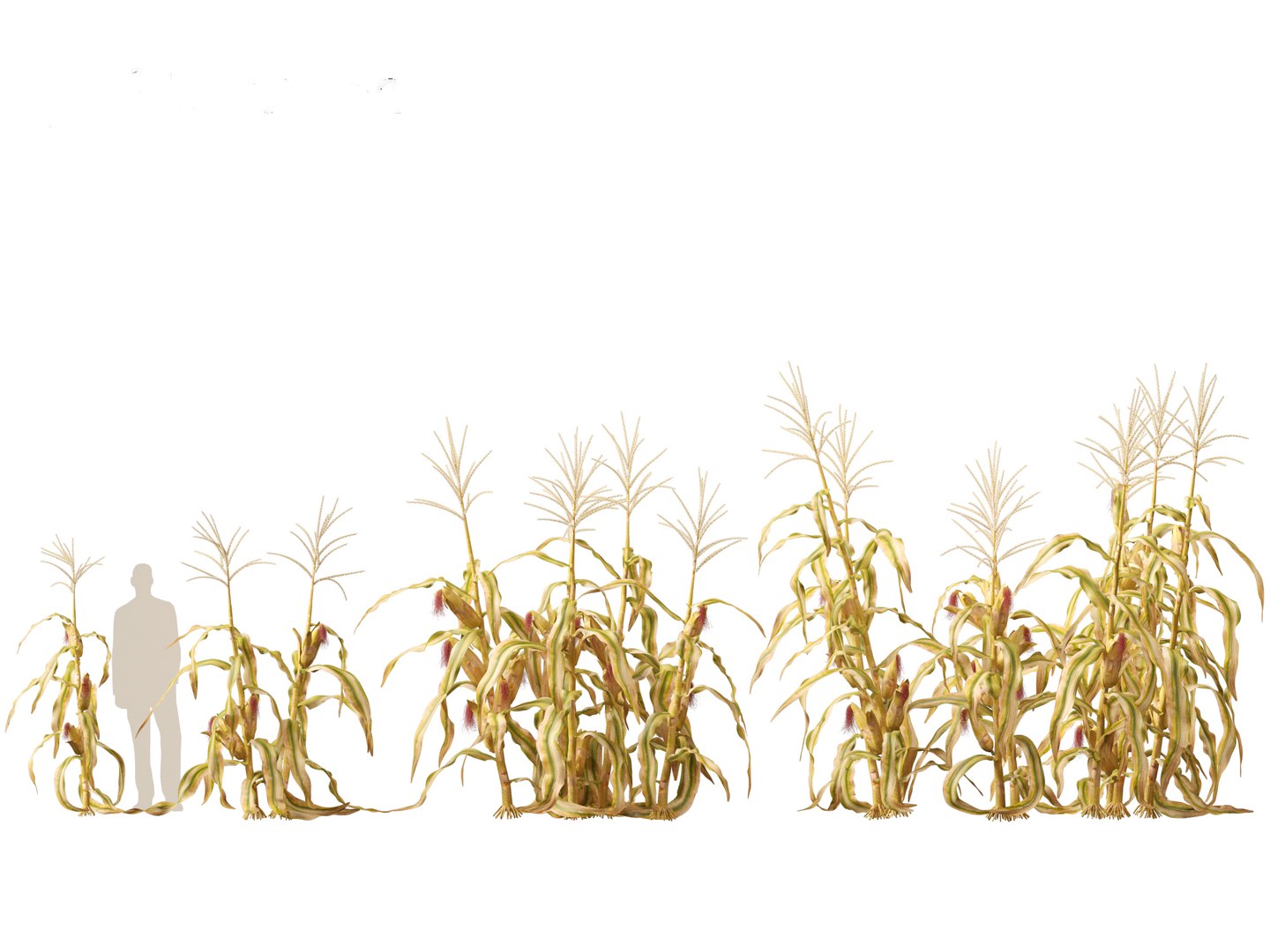 Zea mays - Maize 3D https://p.turbosquid.com/ts-thumb/iZ/1FVjfe/U7/zeamays019/jpg/1697725948/1920x1080/fit_q87/532d5e96e1f6dbccb614c584db3f000286f87975/zeamays019.jpg