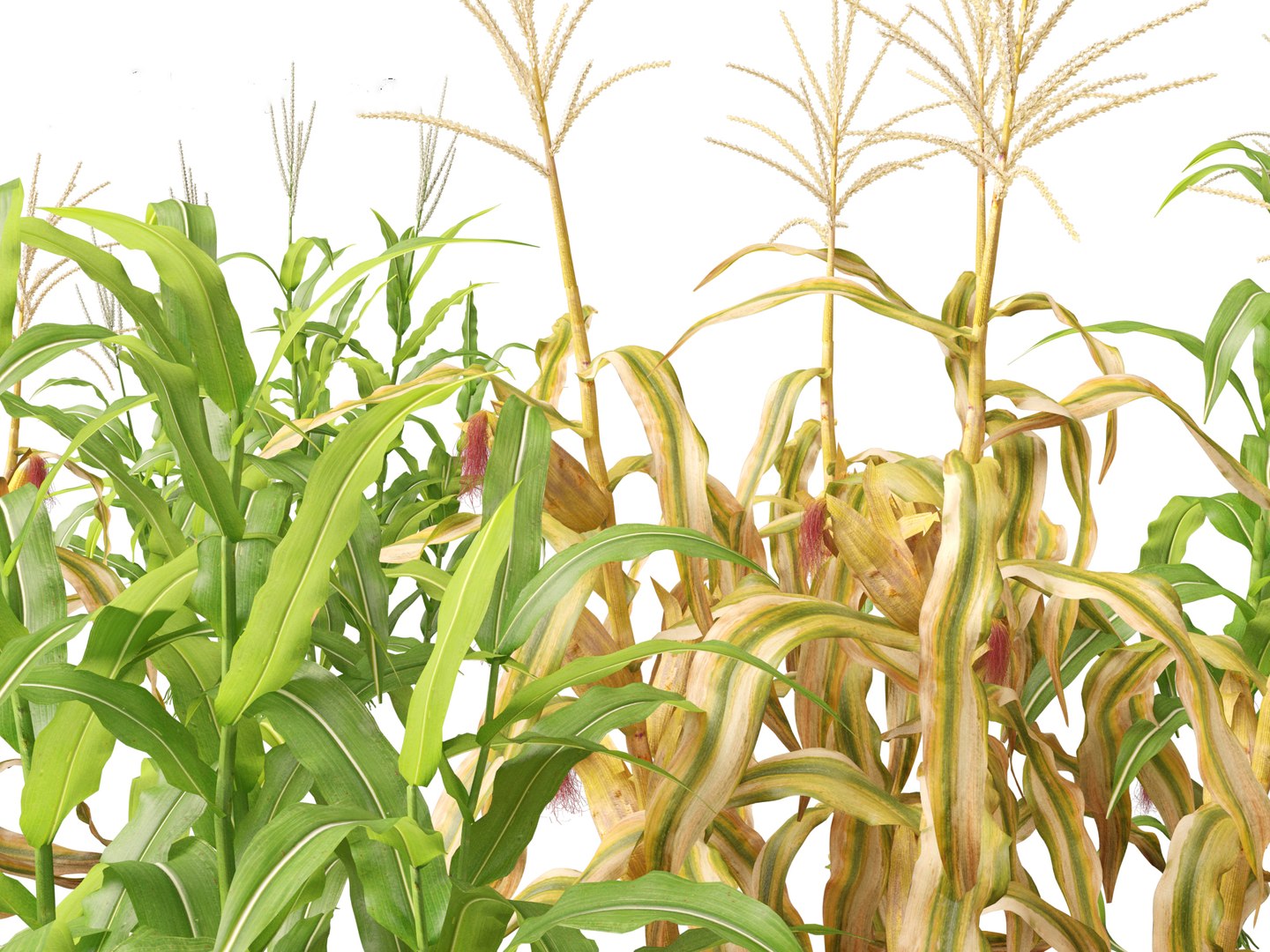 Zea mays - Maize 3D https://p.turbosquid.com/ts-thumb/iZ/1FVjfe/fX/zeamays0111/jpg/1697725954/1920x1080/fit_q87/81e6cb89dd5130454155060599a6aa3bb0838cdd/zeamays0111.jpg