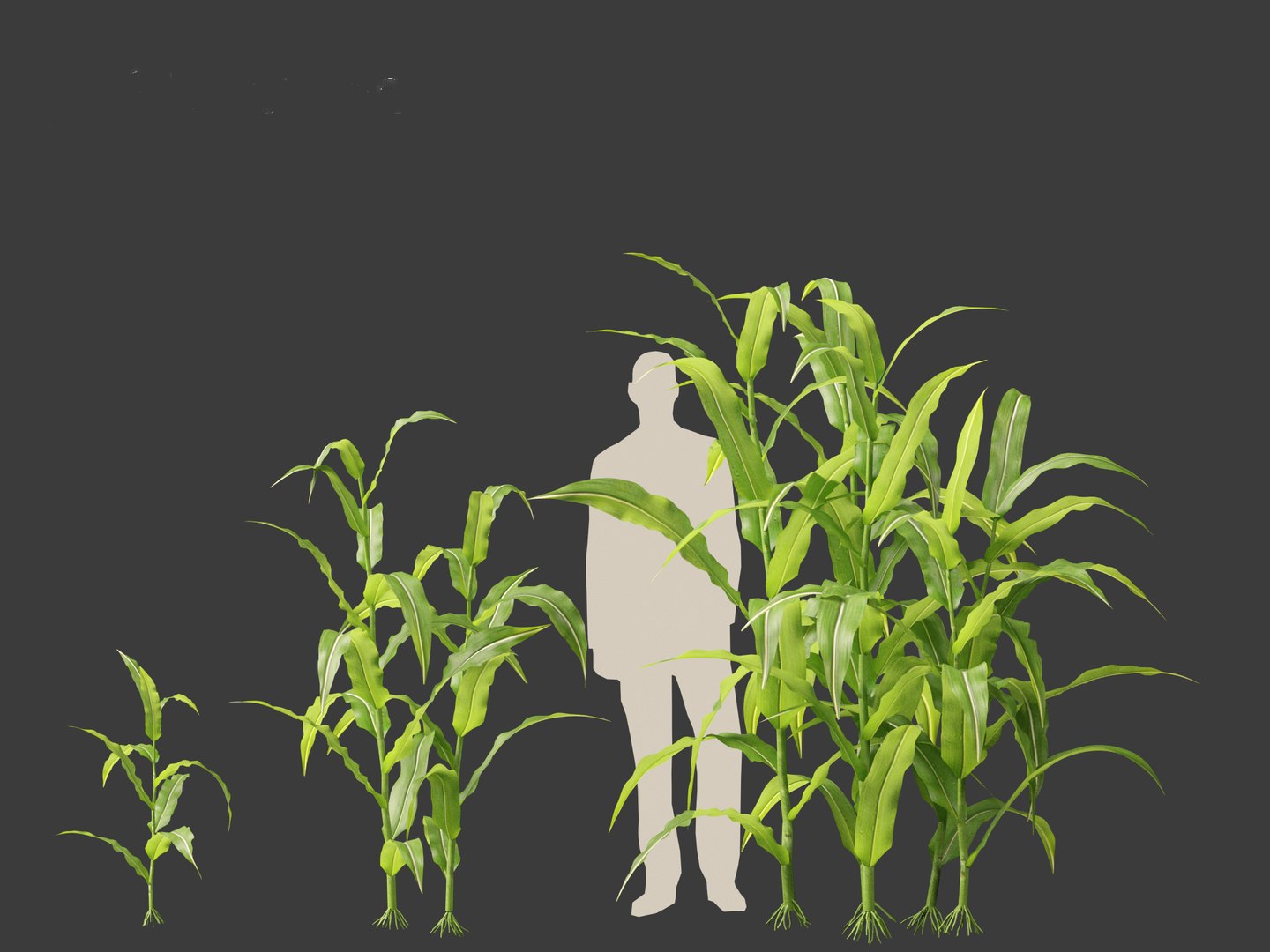 Zea mays - Maize 3D https://p.turbosquid.com/ts-thumb/iZ/1FVjfe/kq/zeamays014/jpg/1697725935/1920x1080/fit_q87/7baa2410555e5f9ddfc62feb7b82f8e22ef3c653/zeamays014.jpg