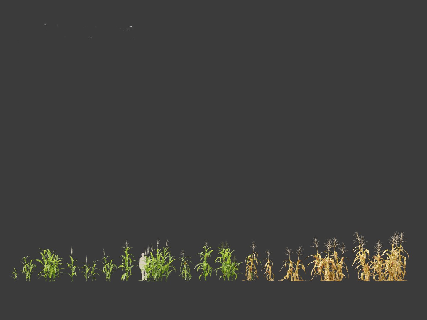 Zea mays - Maize 3D https://p.turbosquid.com/ts-thumb/iZ/1FVjfe/mH/zeamays012/jpg/1697725923/1920x1080/fit_q87/0b478ce91ac7852592707d86cf7bc01140fbf230/zeamays012.jpg