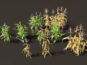 Zea mays - Maize 3D