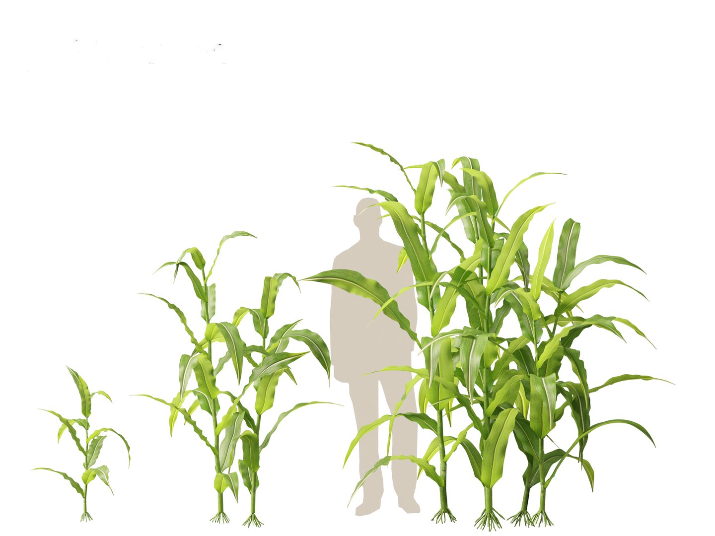 Zea mays - Maize 3D https://p.turbosquid.com/ts-thumb/iZ/1FVjfe/vj/zeamays013/jpg/1697725931/1920x1080/fit_q87/bc084e2d73722d89bd2b96106786285b4276a437/zeamays013.jpg