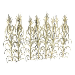 crops growth corn wheat 3d model