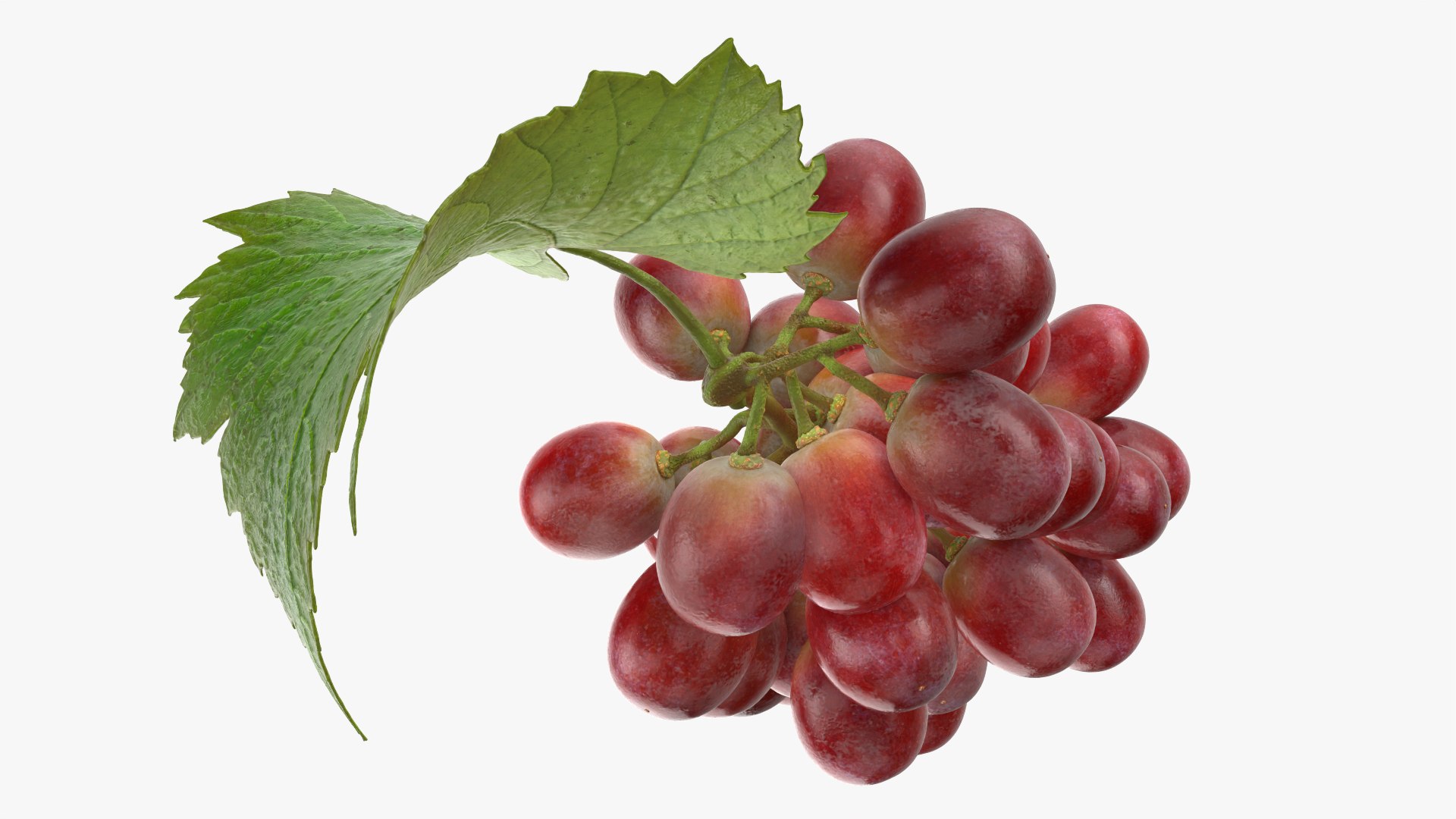 3D Bunch Grapes 01 https://p.turbosquid.com/ts-thumb/iZ/V4J7l5/1x/grapes_0005/png/1763378778/1920x1080/fit_q87/42dbc84a00264c13fbd9f21bf3af0b8c030bdecf/grapes_0005.jpg