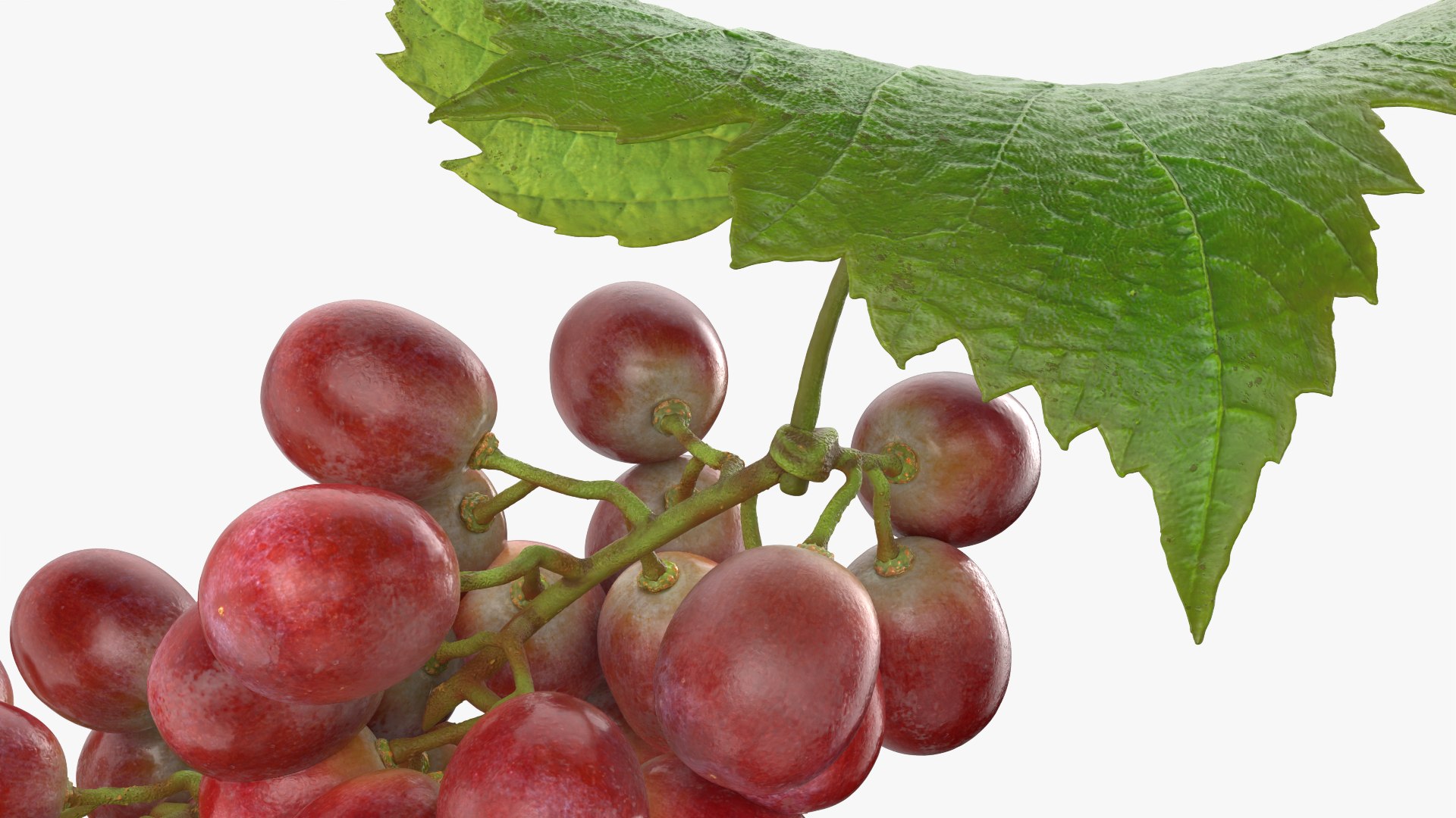 3D Bunch Grapes 01 https://p.turbosquid.com/ts-thumb/iZ/V4J7l5/Cb/grapes_0009/png/1763378787/1920x1080/fit_q87/66f0c1e2caa1343659034bd5850969108ae8208c/grapes_0009.jpg