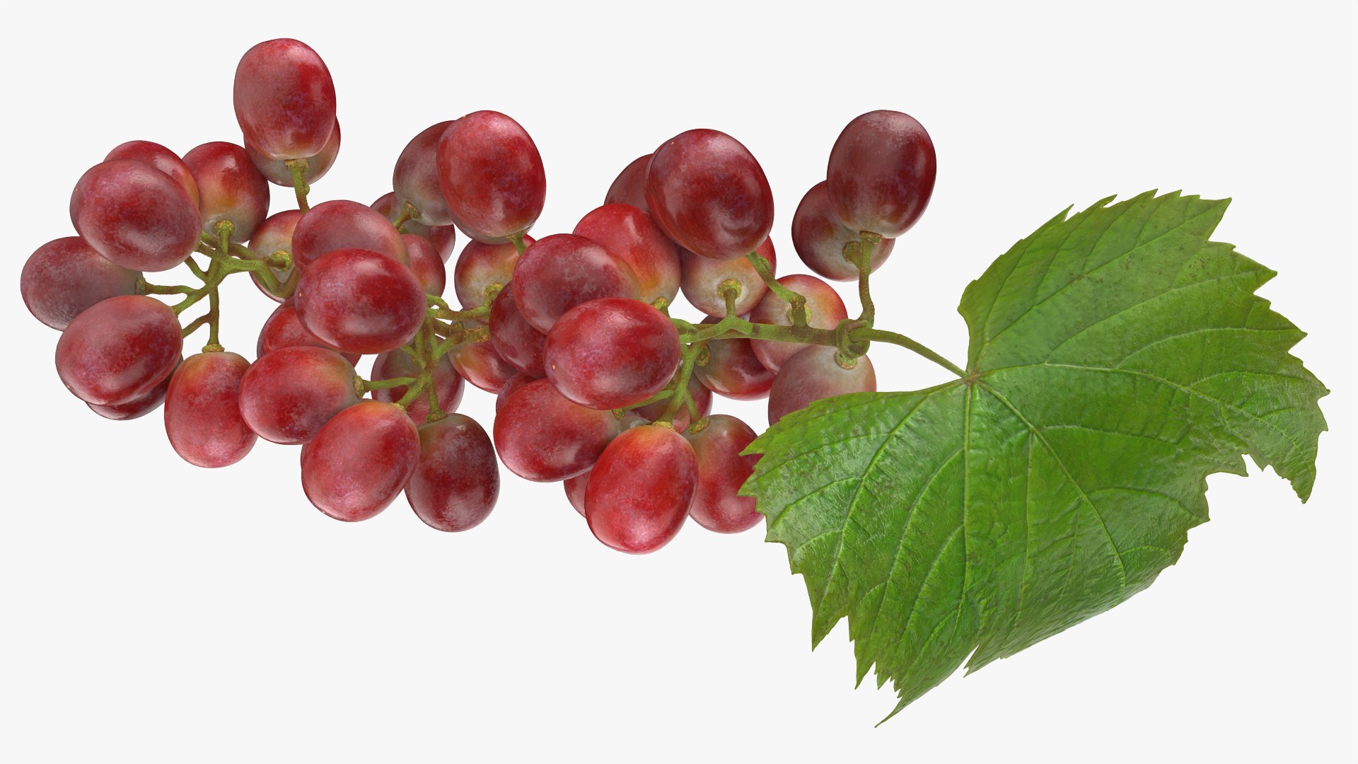 3D Bunch Grapes 01 https://p.turbosquid.com/ts-thumb/iZ/V4J7l5/UY/grapes_0011/png/1763378798/1920x1080/fit_q87/fad5b2a60c0e338bbd2173c4a533119d47b72ccf/grapes_0011.jpg